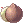 6263 - Coconut Fruit (Coconut Fruit)
